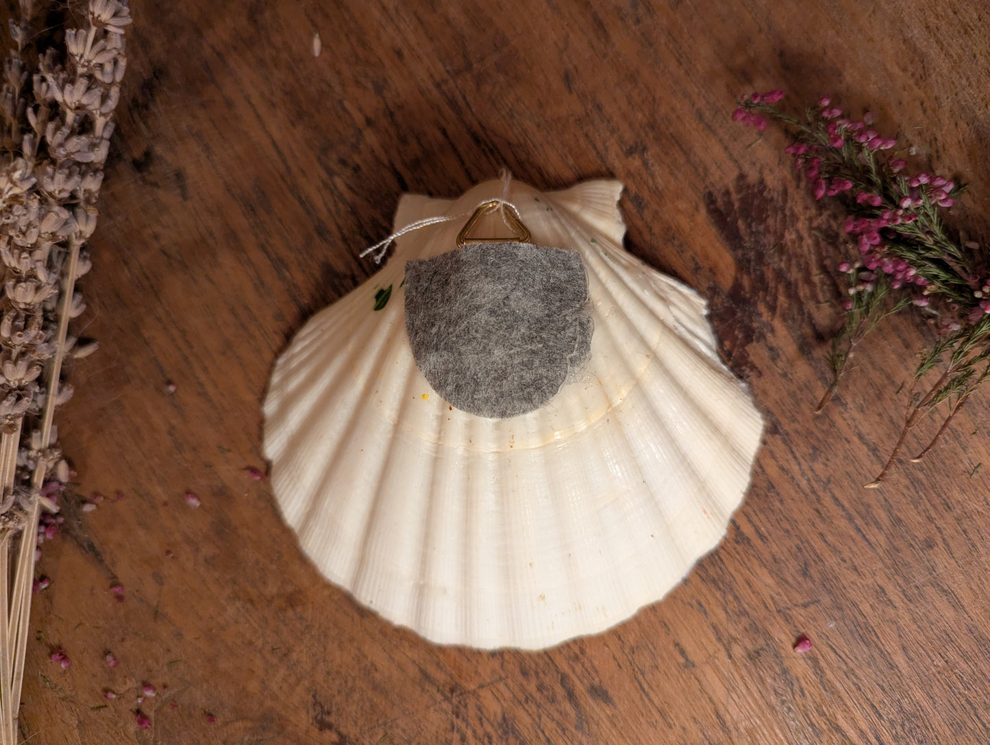 A forest lantern shell